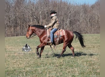 Quarter horse américain, Hongre, 5 Ans, 147 cm, Bai cerise