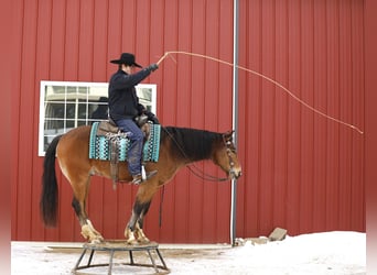 Quarter horse américain Croisé, Hongre, 5 Ans, 147 cm, Bai cerise