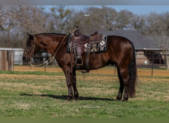 Quarter horse américain, Hongre, 5 Ans, 147 cm, Bai