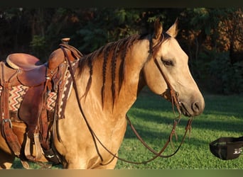 Quarter horse américain, Hongre, 5 Ans, 147 cm, Buckskin