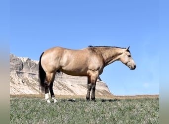 Quarter horse américain, Hongre, 5 Ans, 147 cm, Buckskin
