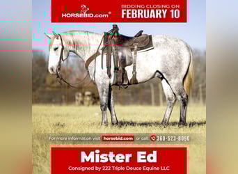 Quarter horse américain Croisé, Hongre, 5 Ans, 147 cm, Gris pommelé