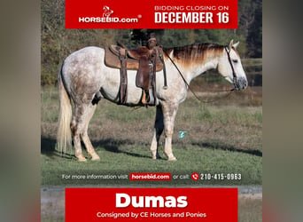 Quarter horse américain, Hongre, 5 Ans, 147 cm, Gris