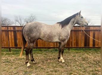 Quarter horse américain, Hongre, 5 Ans, 147 cm, Gris