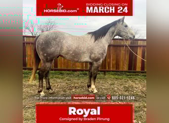 Quarter horse américain, Hongre, 5 Ans, 147 cm, Gris