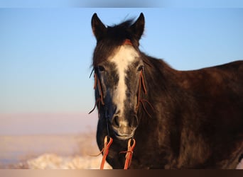 Quarter horse américain, Hongre, 5 Ans, 147 cm, Gris