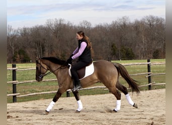 Quarter horse américain, Hongre, 5 Ans, 147 cm, Grullo