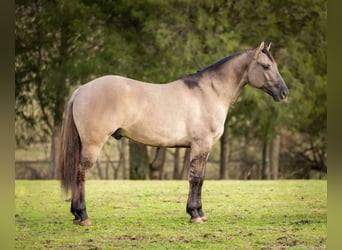 Quarter horse américain, Hongre, 5 Ans, 147 cm, Grullo