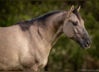 Quarter horse américain, Hongre, 5 Ans, 147 cm, Grullo