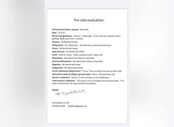 Quarter horse américain, Hongre, 5 Ans, 147 cm, Isabelle