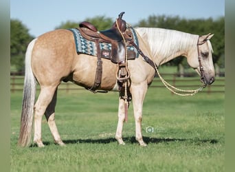 Quarter horse américain, Hongre, 5 Ans, 147 cm, Palomino