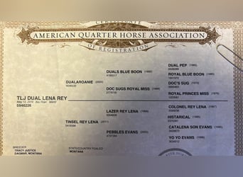 Quarter horse américain, Hongre, 5 Ans, 147 cm, Roan-Bay