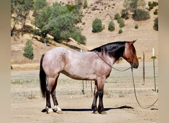 Quarter horse américain, Hongre, 5 Ans, 147 cm, Roan-Bay