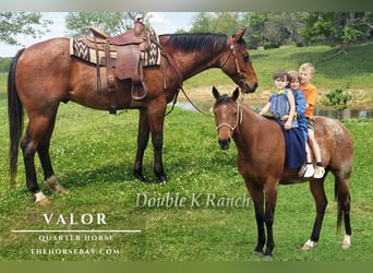 Quarter horse américain, Hongre, 5 Ans, 147 cm, Roan-Bay