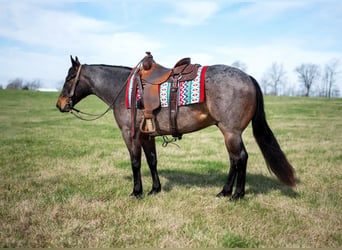 Quarter horse américain, Hongre, 5 Ans, 147 cm, Roan-Bay