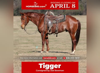 Quarter horse américain, Hongre, 5 Ans, 147 cm, Rouan Rouge