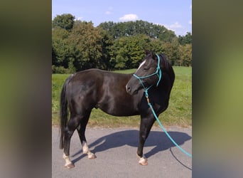 Quarter horse américain, Hongre, 5 Ans, 148 cm, Noir