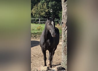 Quarter horse américain, Hongre, 5 Ans, 148 cm, Noir