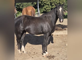 Quarter horse américain, Hongre, 5 Ans, 148 cm, Noir