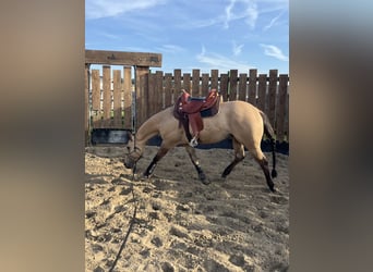 Quarter horse américain, Hongre, 5 Ans, 149 cm, Buckskin