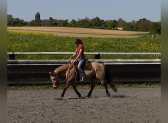 Quarter horse américain, Hongre, 5 Ans, 149 cm, Buckskin