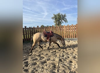 Quarter horse américain, Hongre, 5 Ans, 149 cm, Buckskin
