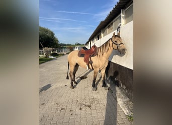 Quarter horse américain, Hongre, 5 Ans, 149 cm, Buckskin