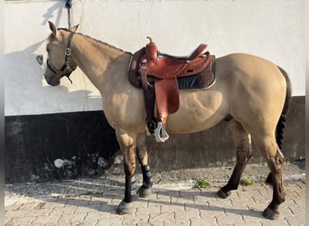Quarter horse américain, Hongre, 5 Ans, 149 cm, Buckskin