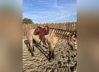 Quarter horse américain, Hongre, 5 Ans, 149 cm, Buckskin