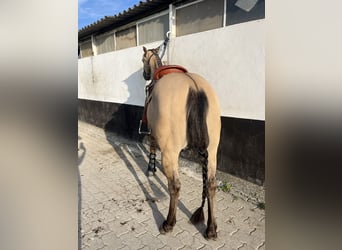 Quarter horse américain, Hongre, 5 Ans, 149 cm, Buckskin