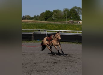 Quarter horse américain, Hongre, 5 Ans, 149 cm, Buckskin
