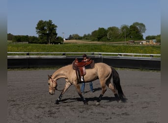 Quarter horse américain, Hongre, 5 Ans, 149 cm, Buckskin