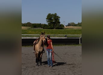 Quarter horse américain, Hongre, 5 Ans, 149 cm, Buckskin