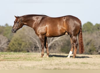 Quarter horse américain, Hongre, 5 Ans, 150 cm, Alezan brûlé