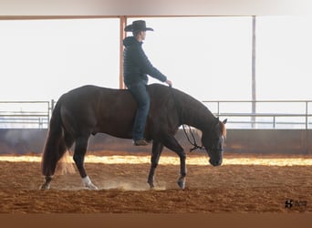 Quarter horse américain, Hongre, 5 Ans, 150 cm, Alezan brûlé