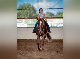 Quarter horse américain, Hongre, 5 Ans, 150 cm, Alezan cuivré