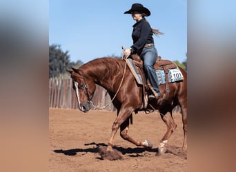 Quarter horse américain, Hongre, 5 Ans, 150 cm, Alezan cuivré