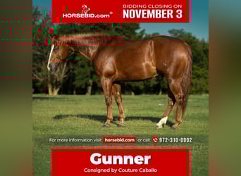 Quarter horse américain, Hongre, 5 Ans, 150 cm, Alezan cuivré