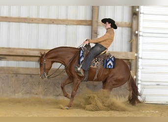 Quarter horse américain, Hongre, 5 Ans, 150 cm, Alezan cuivré