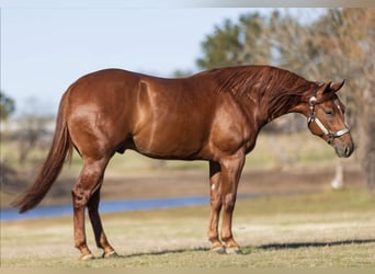 Quarter horse américain, Hongre, 5 Ans, 150 cm, Alezan cuivré