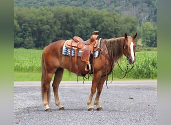 Quarter horse américain, Hongre, 5 Ans, 150 cm, Alezan cuivré