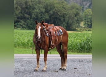 Quarter horse américain, Hongre, 5 Ans, 150 cm, Alezan cuivré