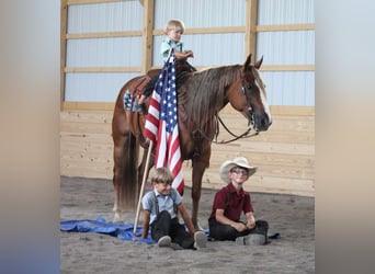 Quarter horse américain, Hongre, 5 Ans, 150 cm, Alezan cuivré