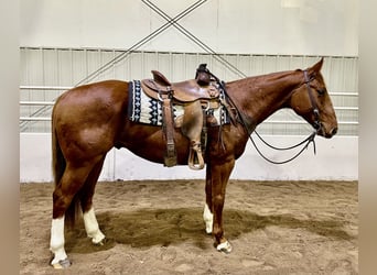 Quarter horse américain, Hongre, 5 Ans, 150 cm, Alezan cuivré