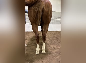 Quarter horse américain, Hongre, 5 Ans, 150 cm, Alezan cuivré