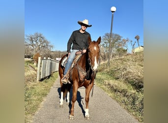 Quarter horse américain, Hongre, 5 Ans, 150 cm, Alezan cuivré