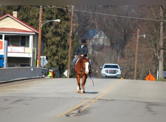 Quarter horse américain, Hongre, 5 Ans, 150 cm, Alezan cuivré