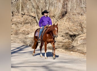 Quarter horse américain, Hongre, 5 Ans, 150 cm, Alezan cuivré