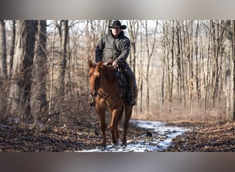 Quarter horse américain, Hongre, 5 Ans, 150 cm, Alezan dun