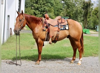 Quarter horse américain, Hongre, 5 Ans, 150 cm, Alezan dun